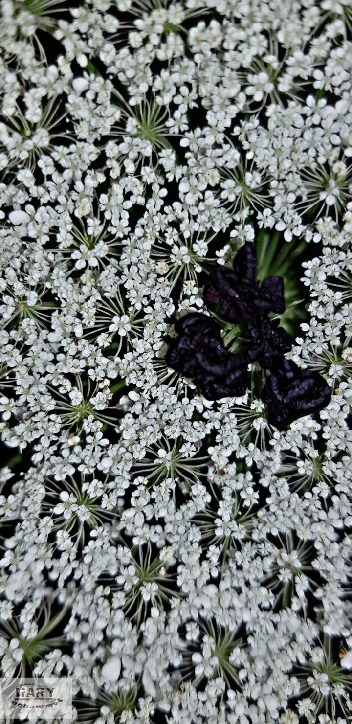 flor