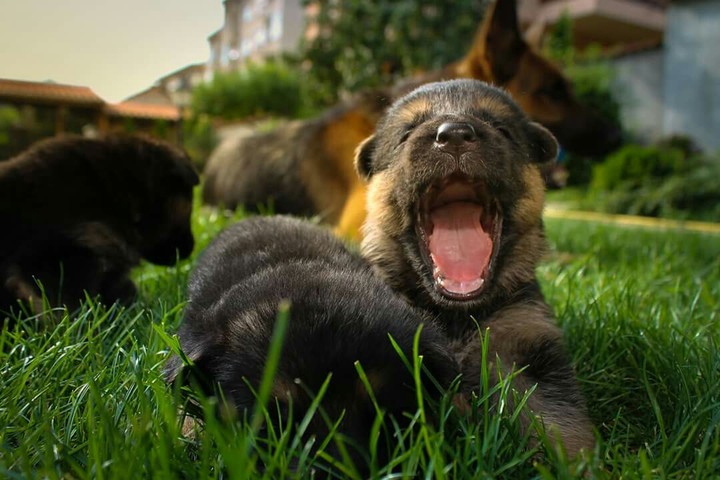 little lion