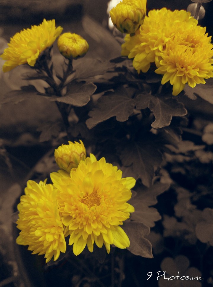 Marigolds