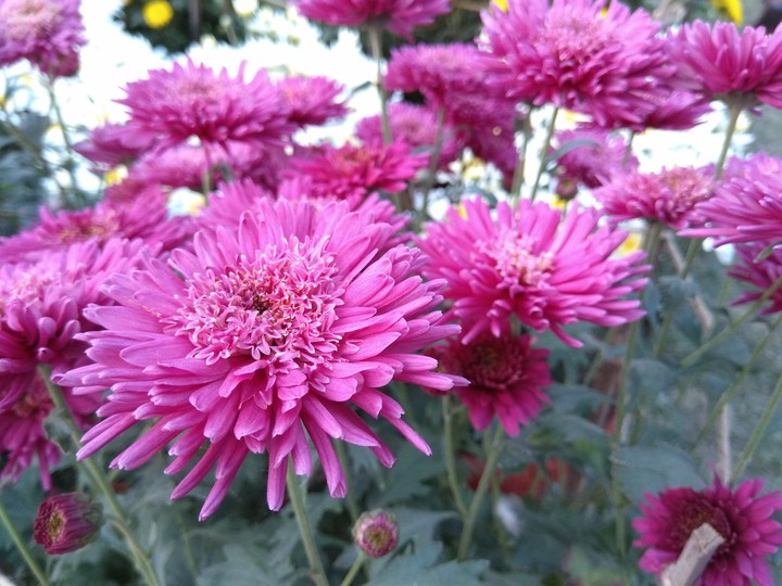 another chrysanthemum