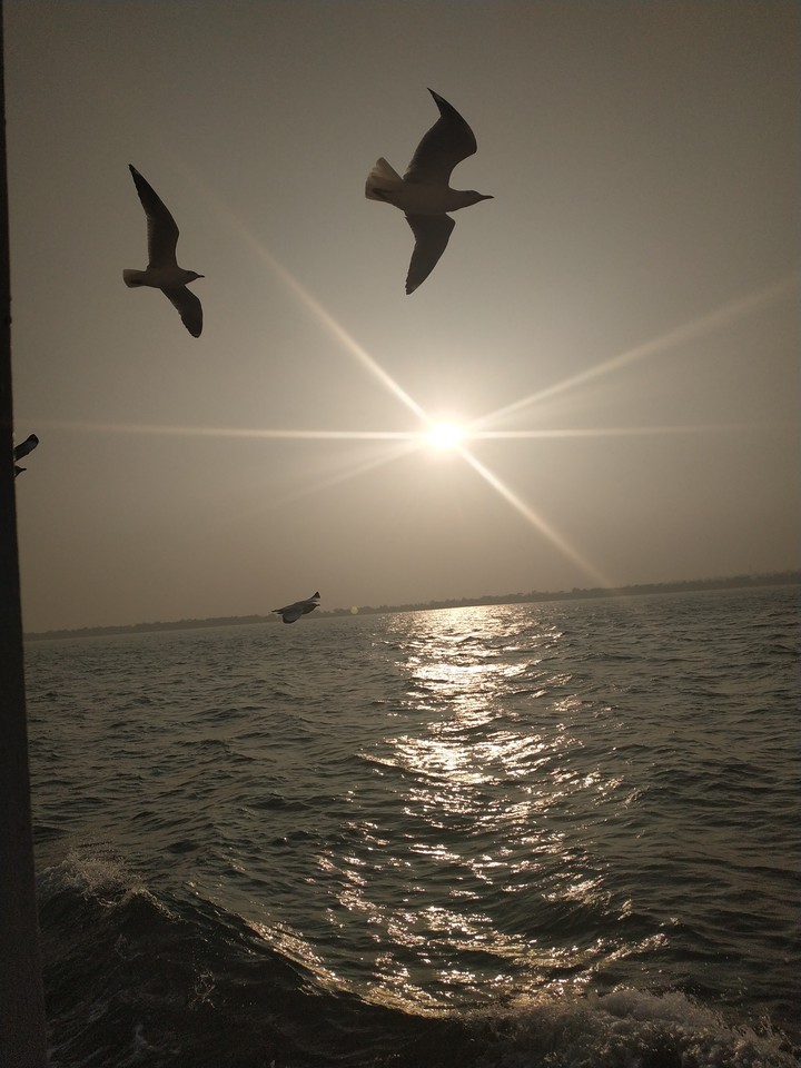 seabird