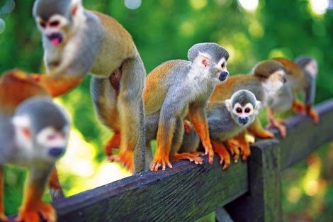 Monkeys