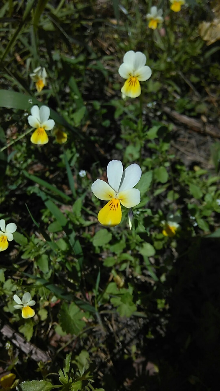 Angel's flowers