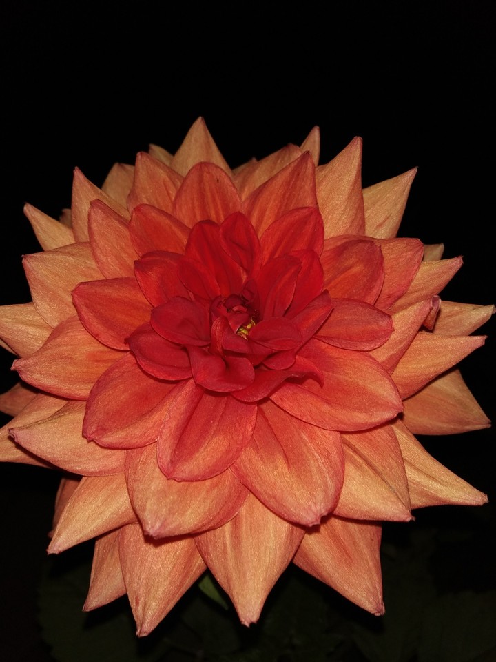 Flower...