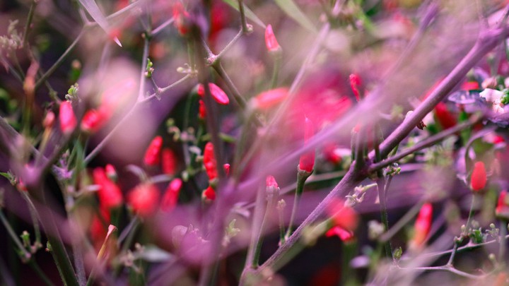 Flower's fairytale