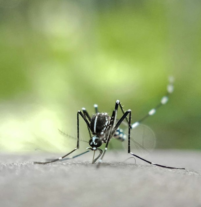 mosquito