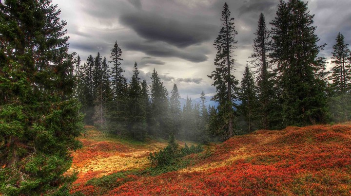forêt