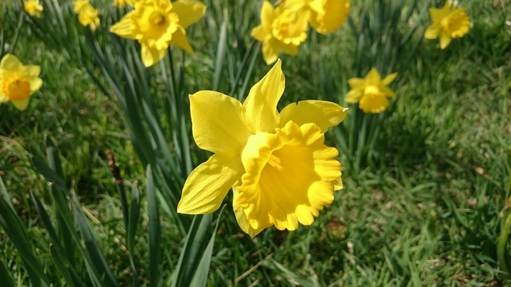 flower