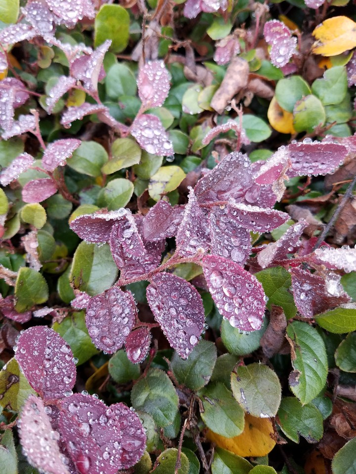 Cold Drops