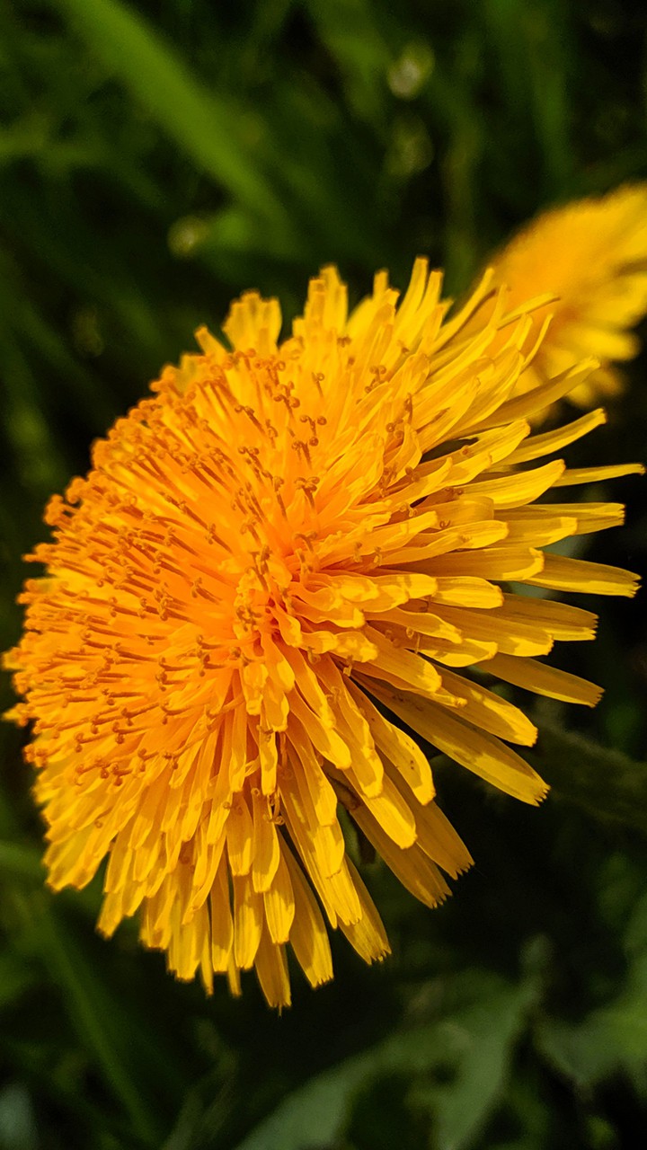 spring flower