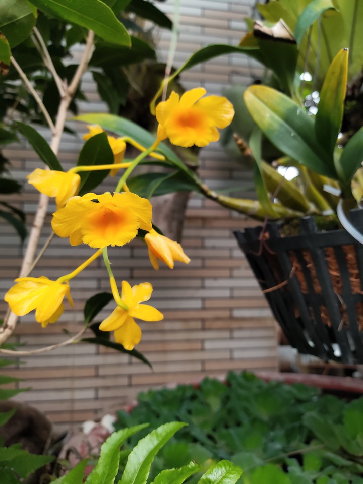 Orchids