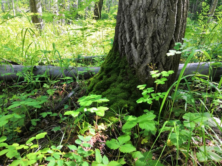 Forest