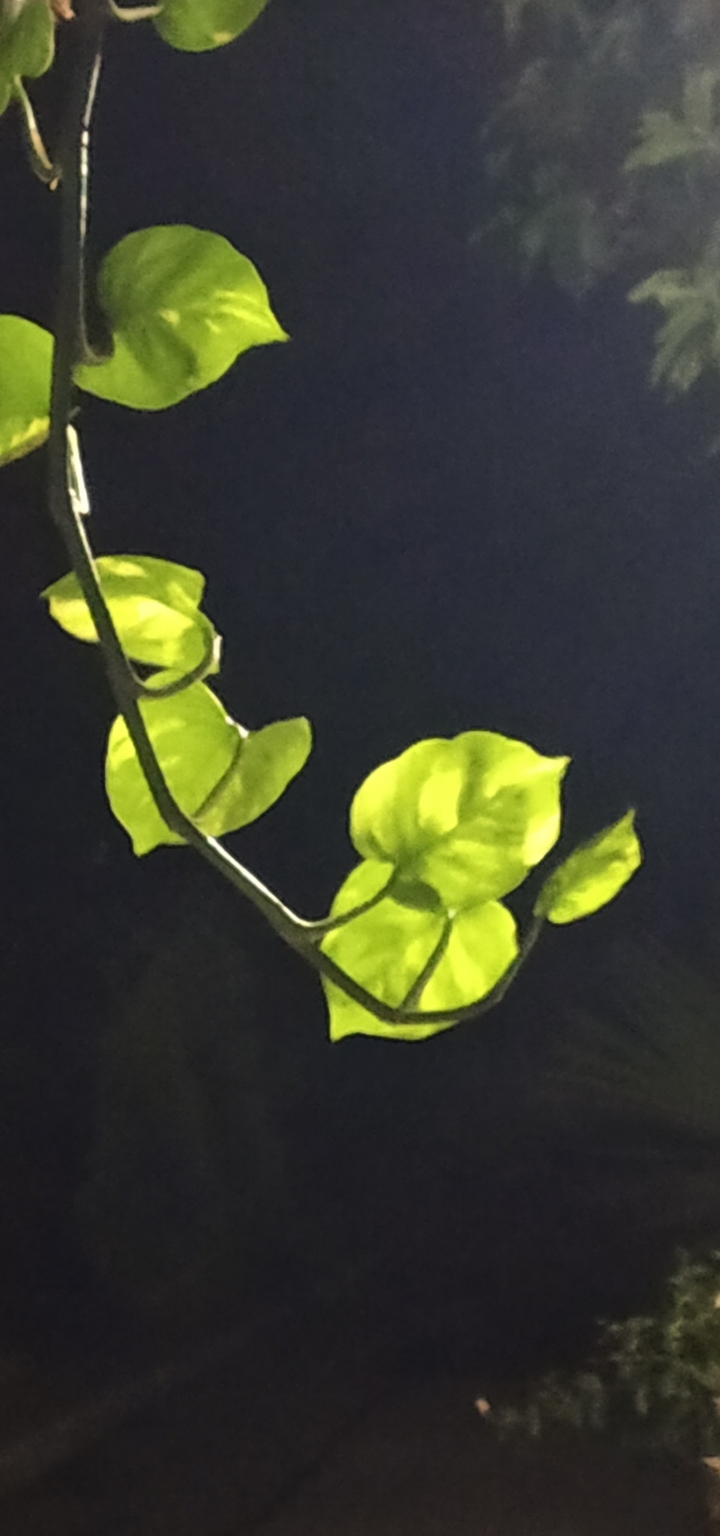 Leaves