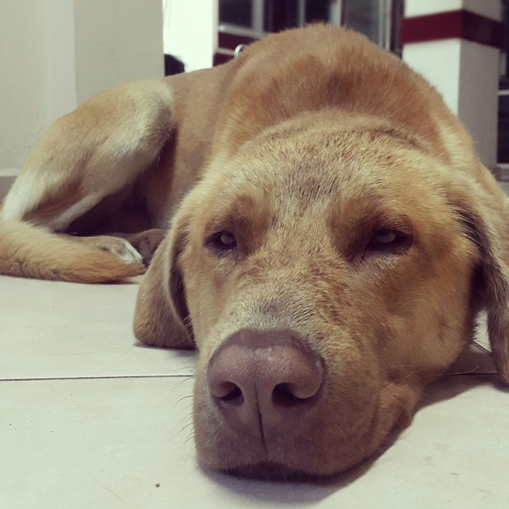 The Dog