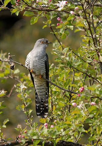 Cuckoo