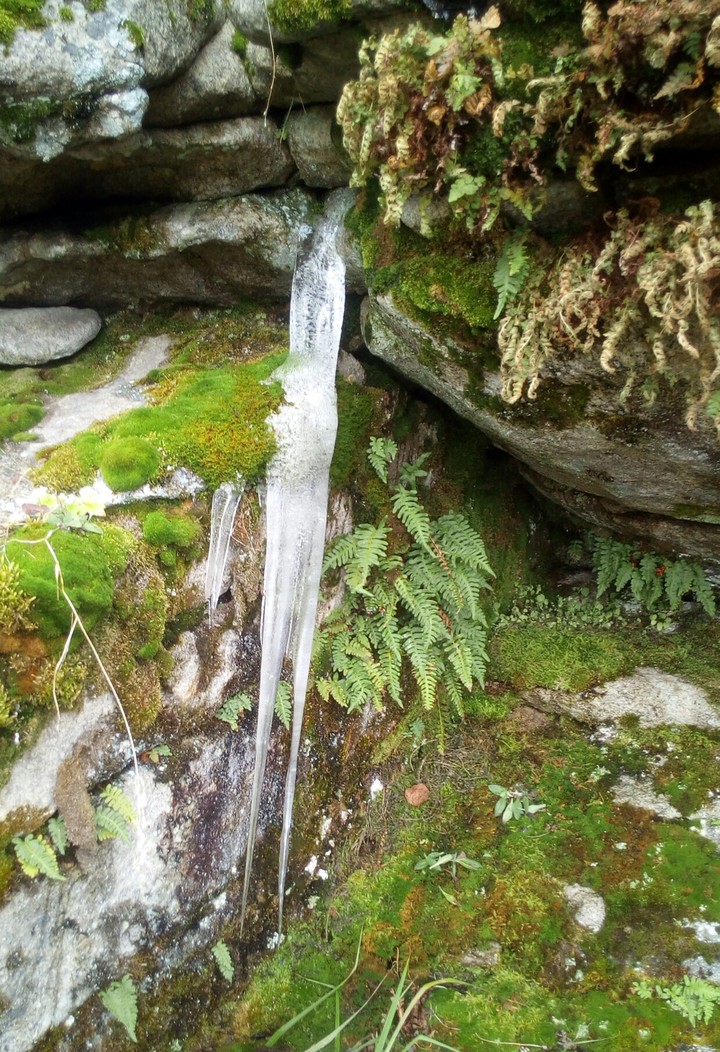 Ice and green