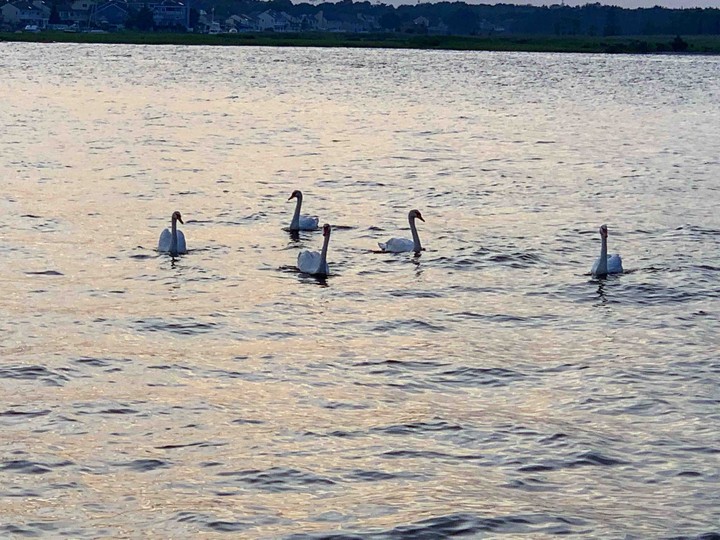 swan