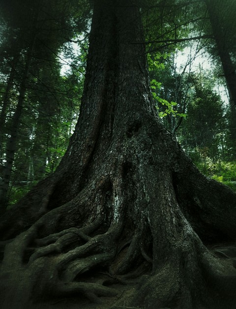 Old tree