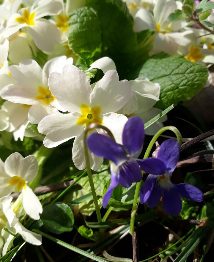 spring is here