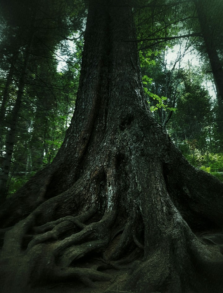 Old tree