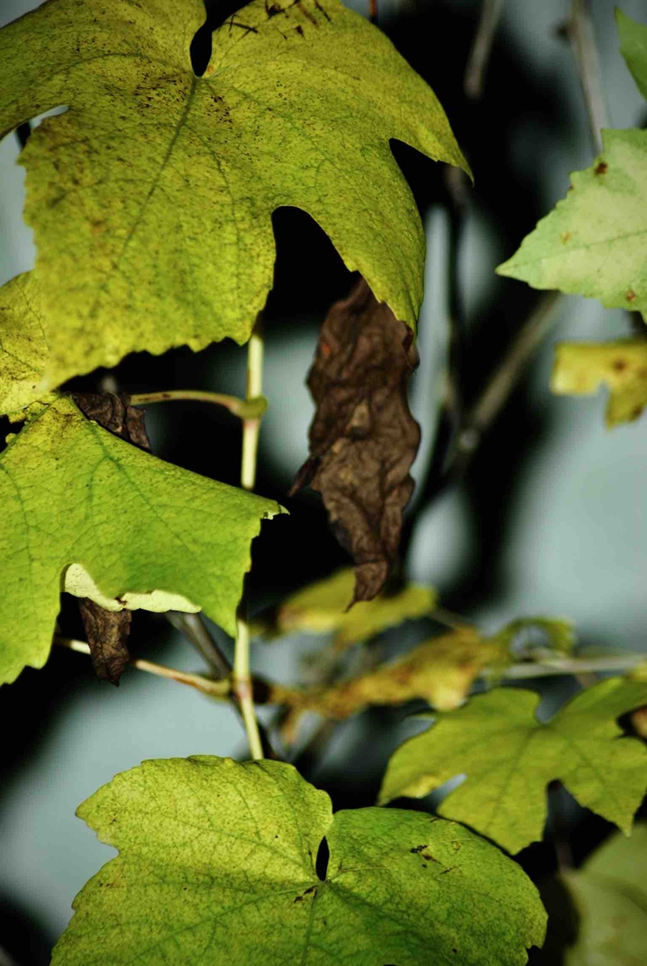 leaves