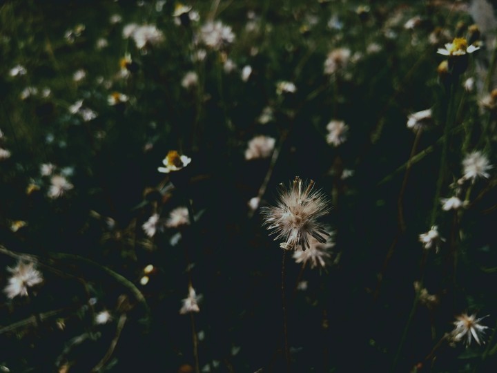 flower.....
