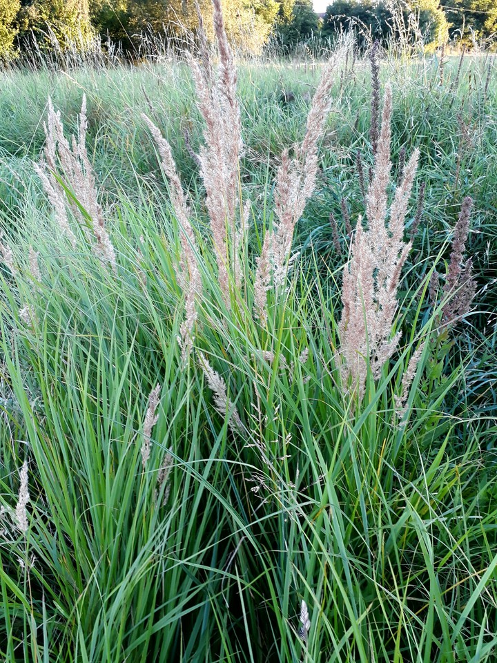 Grass