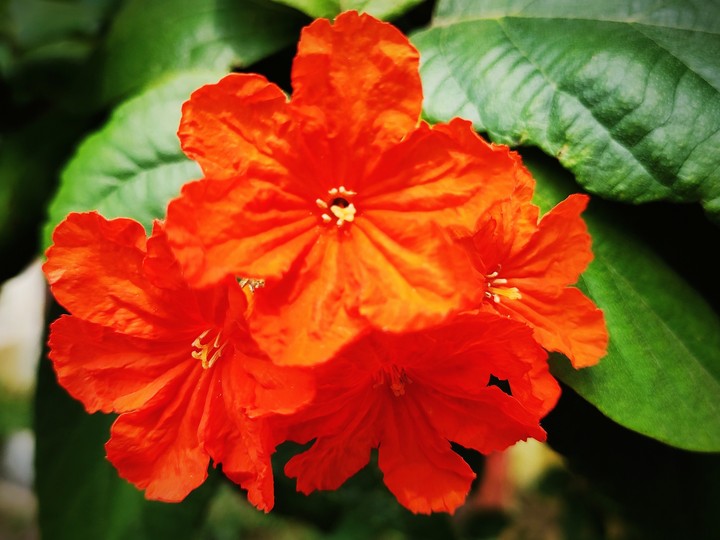 flower plant