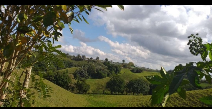 Field