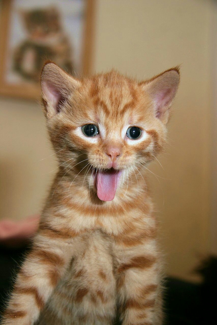 Cats <3