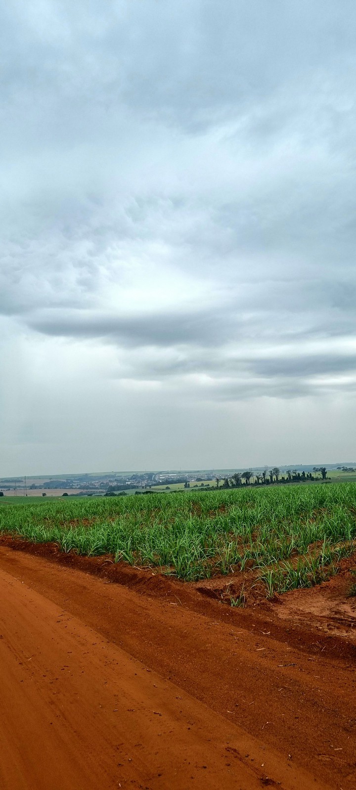 Sugar Cane Landscape