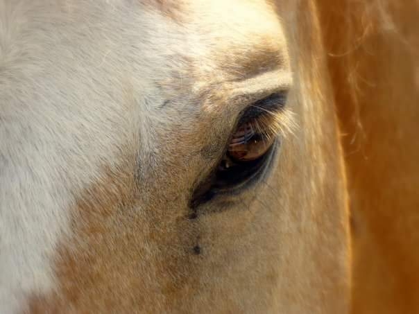 Golden Eye