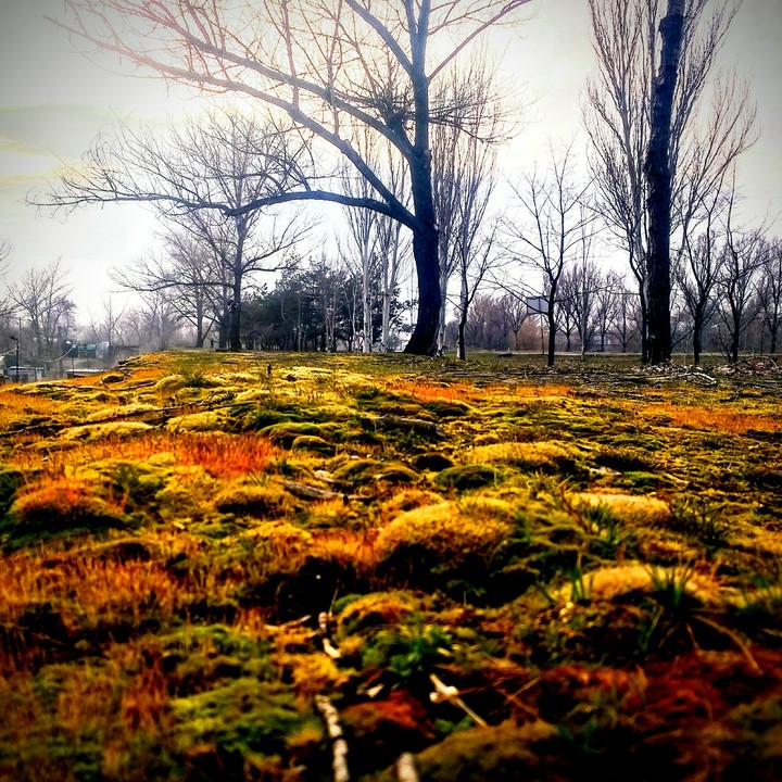 multicolored in moss