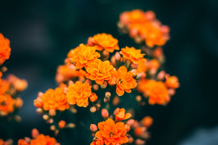 Kalanchoe