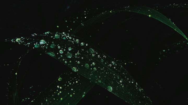 dew drops