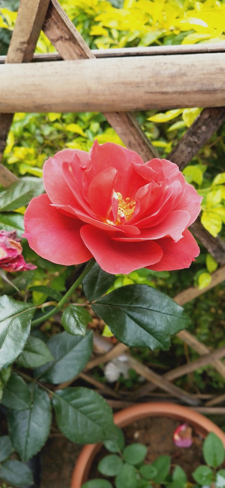 Rose Red