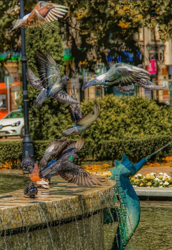 #doves