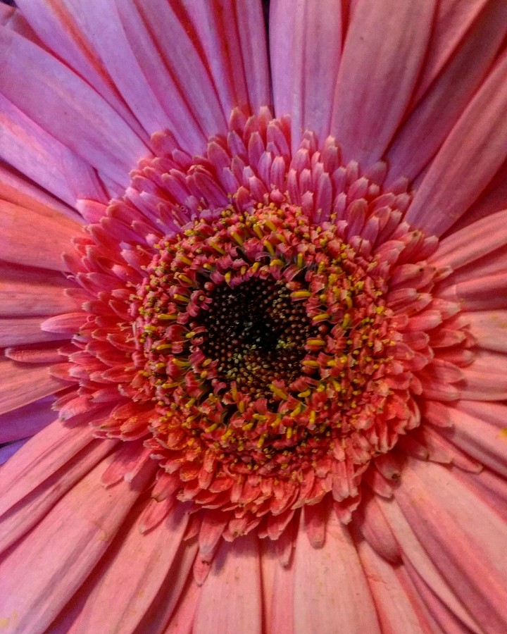 Heart of a flower