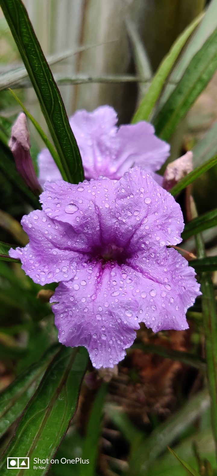 purple flower