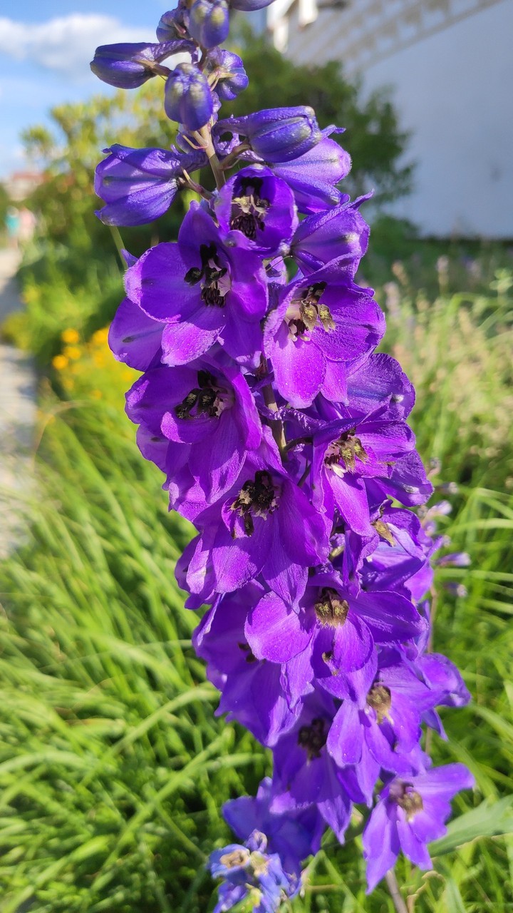 purple flower