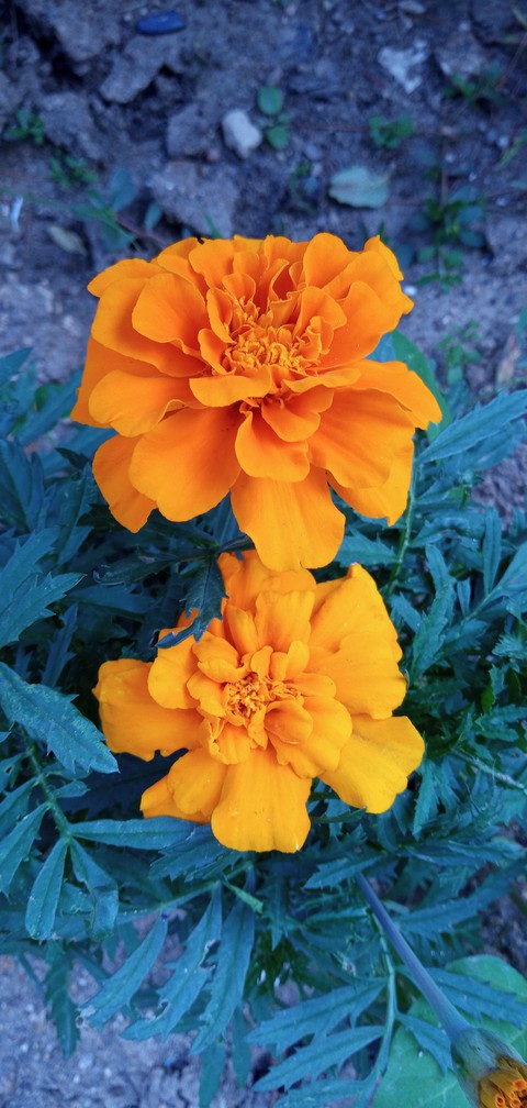 두송이