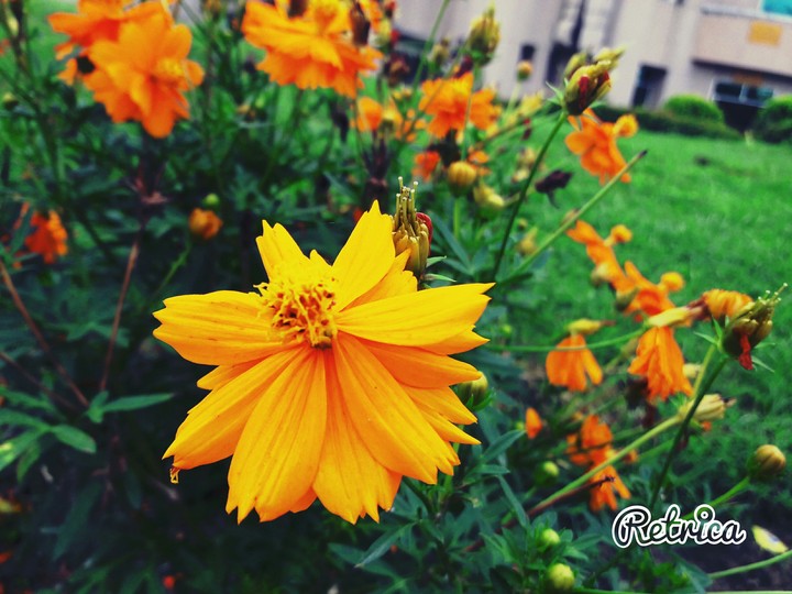 Golden flower