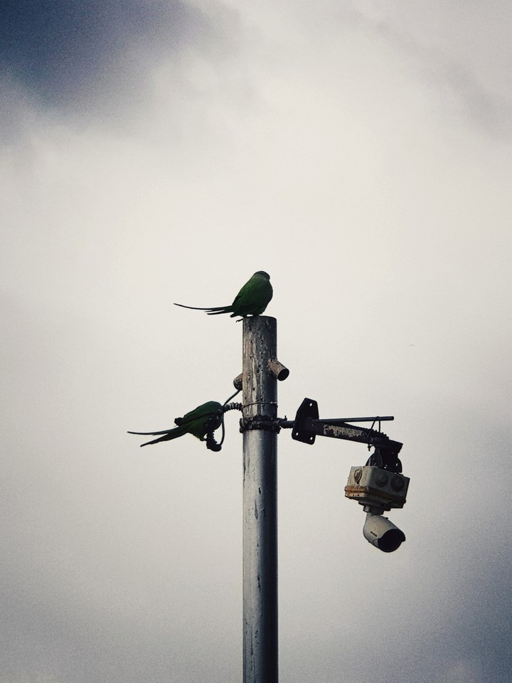 Birds