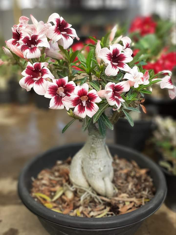 Adenium
