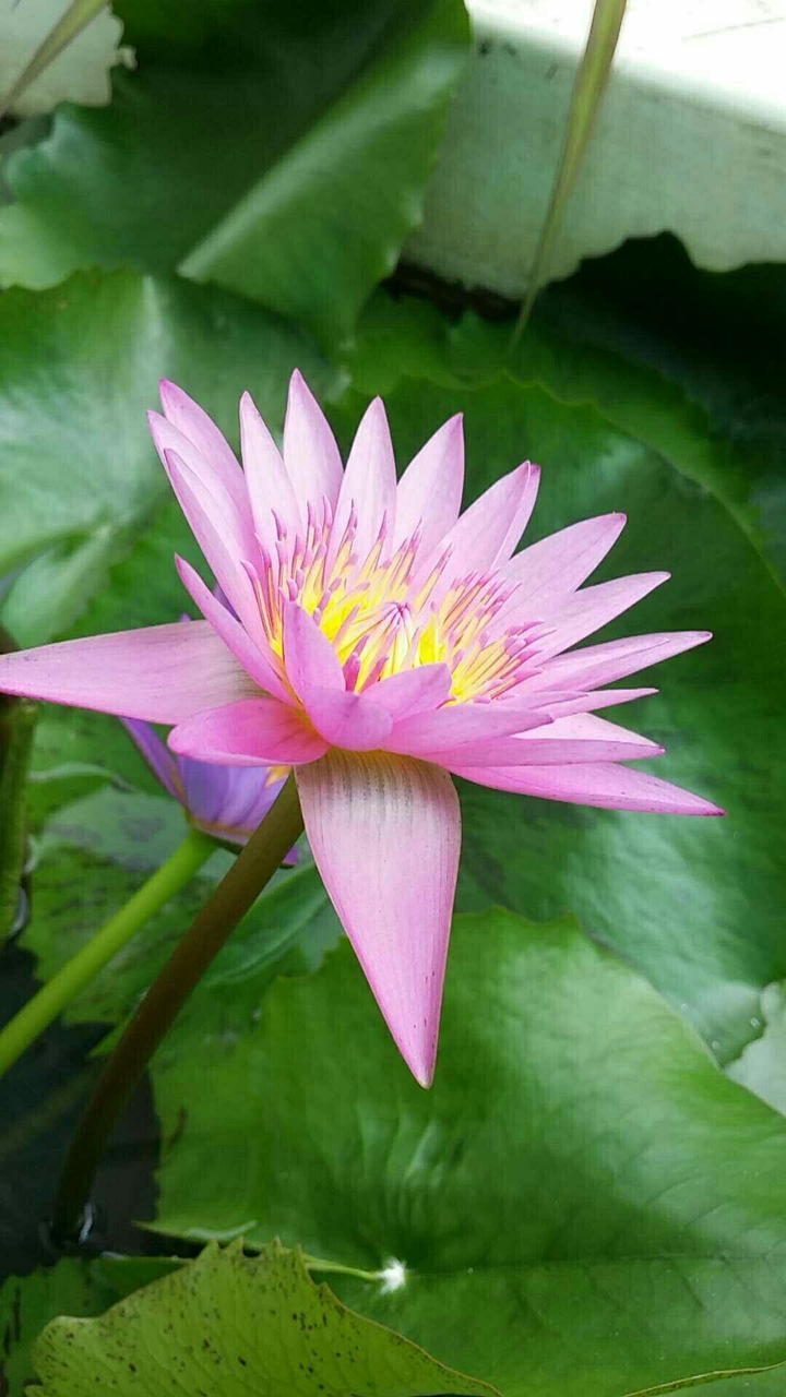 pink lotus flower