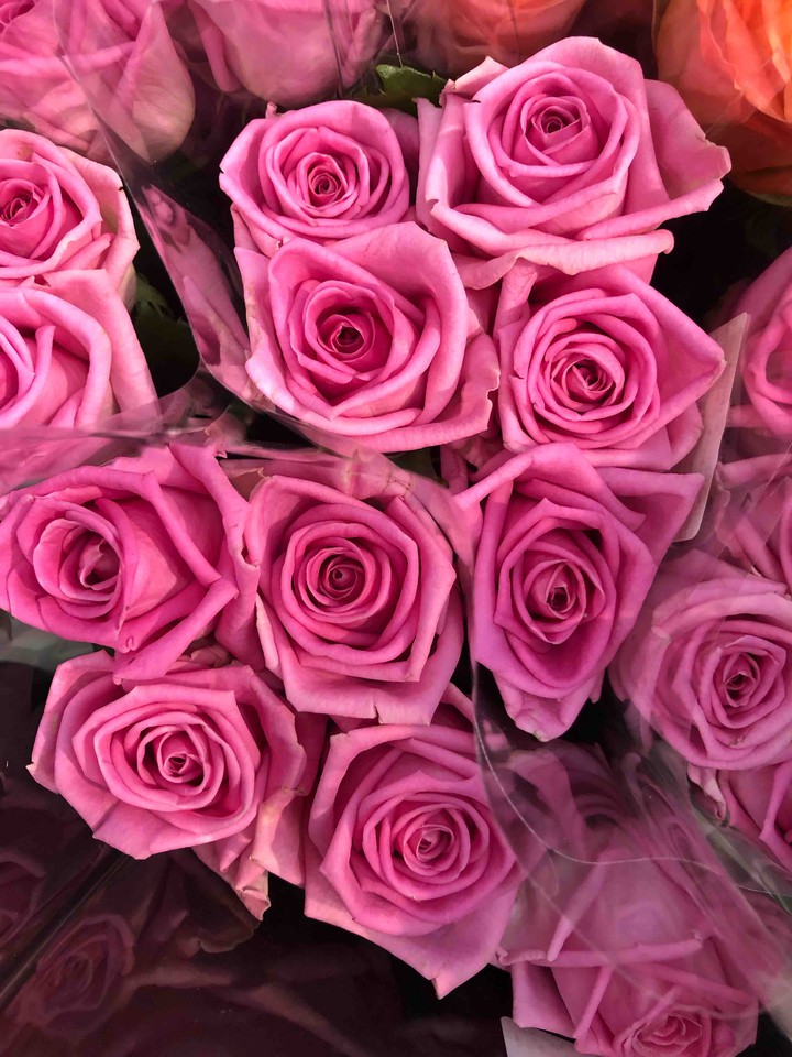 rose