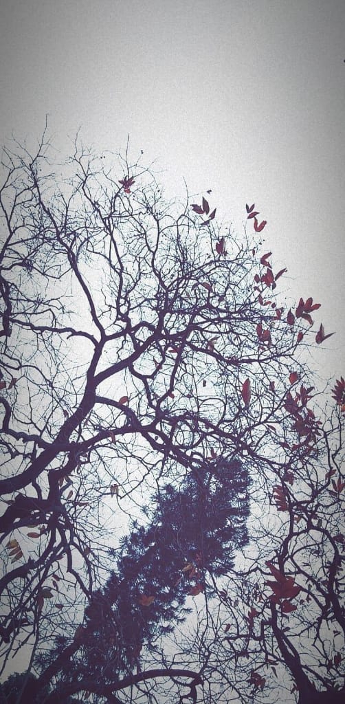 Autumn