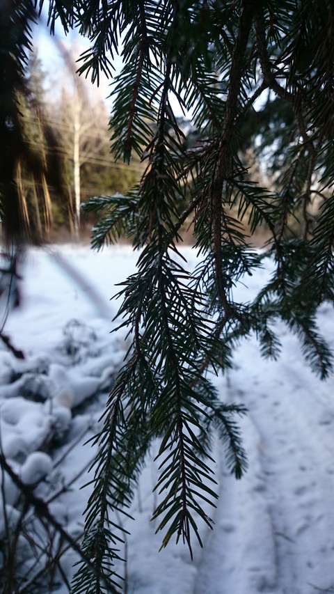 Hidden