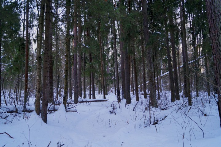 beautiful winter nature