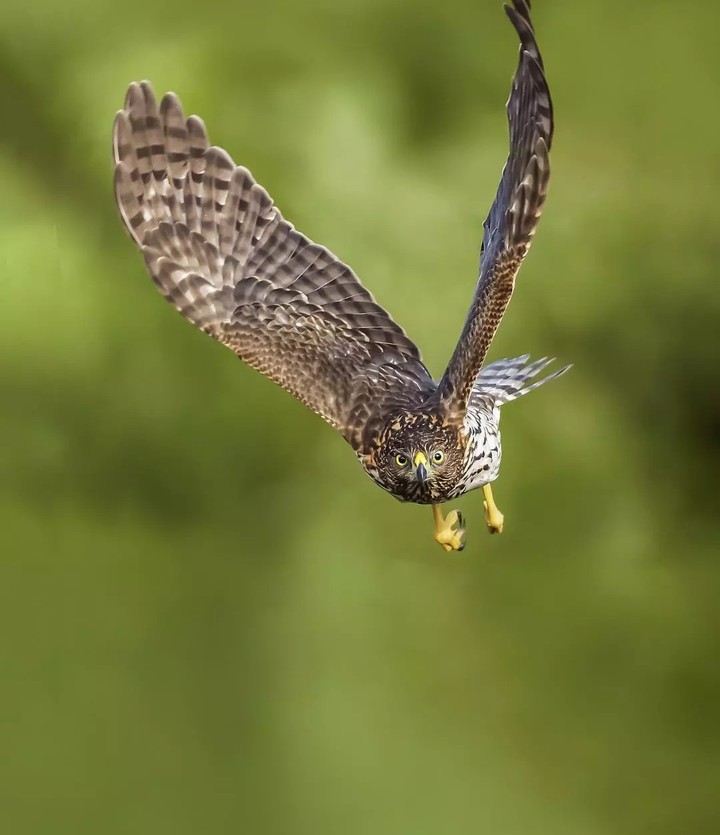 hawk owl